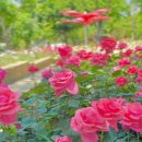 퀸스로드공원 | 대구 장미 공원 꽃구경 나들이 사진찍기 좋은 곳 서구그린웨이 장미원