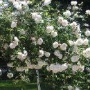 로얄바카라 이미지