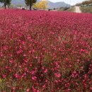 대백해물마을 이미지