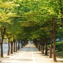 느티나무 이미지