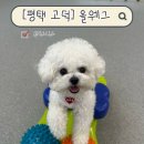 애견운동공원(3~10월) | [평택고덕] 올웨그(AllWAG) 슬개골 때문에 시작한 애견피트니스 후기🐶💙