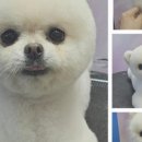 예쁘개 반려견미용샵 이미지