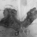 워너비 동물병원 이미지