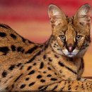 사바나동물병원 이미지