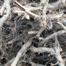 천선농장 이미지