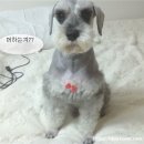 내사랑땡구 이미지