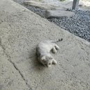 원주캠핑장 강원도캠핑 원주두리캠핑장 특별했던 후기