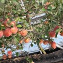 별빛촌 성재농장 이미지