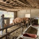 춘기축산 이미지