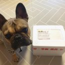 혼자멍냥 이미지