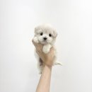 청주강아지분양 미니말티푸분양 미니말티푸무료분양 미니말티푸책임분양 말티푸분양 말티푸무료분양 말티푸책임분양 이미지