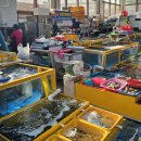 대영카 | 고성 거진항 수산물 판매장 자연산 대우럭 2.7kg 실화 가성비 끝판왕 회 포장 후기(고성 화진포 필수 코스)