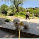 강아지유치원왕왕 - 마포구 마포대로11길 92 | 강아지유치원왕왕