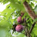 마일농장 이미지