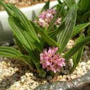 깔롱쟁이 이미지