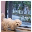 그루밍살롱 | 꼬똥 가위컷 잘하는 대구애견미용실 그루밍쇼타임 리얼 후기