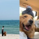 댕댕이# 이미지