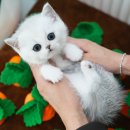 대구고양이분양 테디럽 이미지