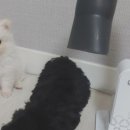 주식회사 팔컴홀딩스 | [두즈 리뷰 모음 Zip.] 두즈 시즌2 핸즈프리 드라이기 후기 모음_8