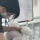 일산애견 이미지