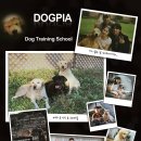 도그피아 이미지