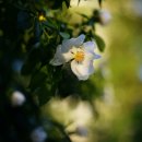 한국 SGI 이미지