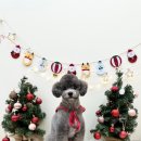 뽀프퍼피(POFF PUPPY) 이미지