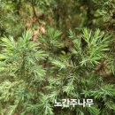 코뜨레