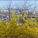 개나리공원4 이미지