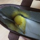 행복조류사 이미지