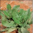 소렐(Sorrel) 이미지