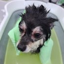 와와리 애견미용 이미지