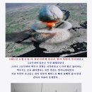 일본인들이 직접 촬영한 1944년부터 1945년까지의 모습 이미지