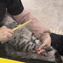 묘리깡 | 부산 연산동 고양이 미용실 묘리깡 프리미엄 목욕 케어 후기