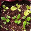 로즈마리세탁소 이미지