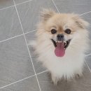 리틀댕댕 이미지