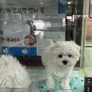 와우펫마트