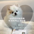큐어벳 | 강아지투약보조제 벳큐어 PILL:하이포 급여후기