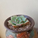 센세이션 이미지
