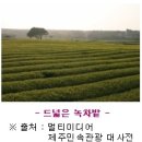 차(茶)의 구분과 효능 - 국가지식포탈 이미지