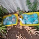 고기로L 이미지