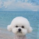 펫아지트 이미지