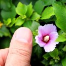 식물공예 이미지