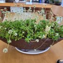 팔복손칼국수 이미지