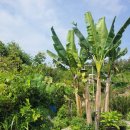 지니비치향 이미지