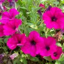 모나코펜션 이미지