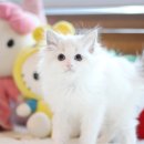 마포고양이도레미캣 이미지