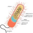 핵막없는 단순한 원핵세포 이미지