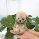 꽃강아지 네이버블로그