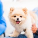 대우동물병원 이미지